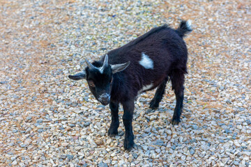 The American and African Pygmy goat is an American breed of achondroplastic goat.