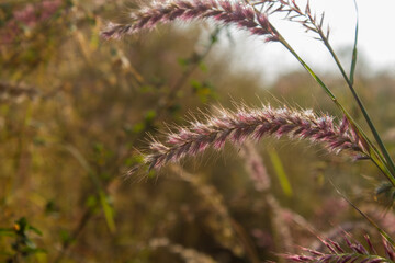 Close-up macro view of Desho grass with soft pink seed heads glowing in warm natural sunlight against a blurred golden background. purple thistle flower.
