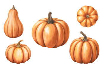 
Soft autumn pumpkin watercolor set. Natural pumpkin watercolor study. pumpkins for halloween and Fall on white background.