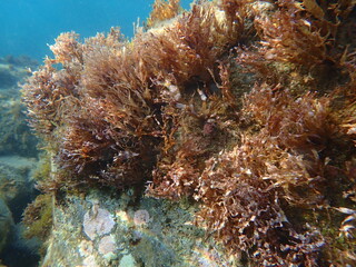Brown algae Dictyopteris cf. undersea, Ligurian Sea, Italy, Imperia