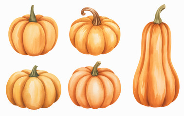 
Soft autumn pumpkin watercolor set. Natural pumpkin watercolor study. pumpkins for halloween and Fall on white background.