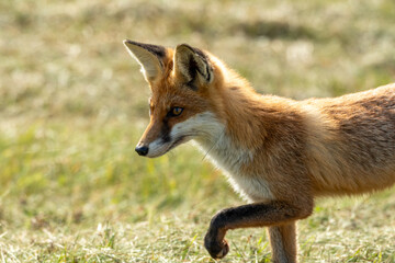 A young red fox forages near Pramort on the Baltic Sea showing a natural wildlife moment in a calm coastal landscape