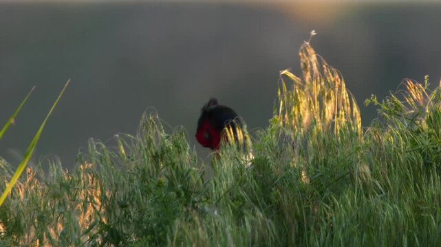 pheasant looks hidden from tall grass, jumping and crowing, portrait 265
