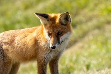 Fototapeta premium Curious young red fox foraging in Pramort on the Baltic Sea showing a peaceful natural scene in its coastal wild habitat