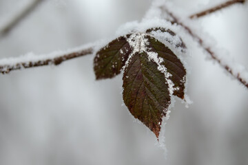 Close Up of a Frost-Covered Leaf during Winter, Showcasing Delicate Ice Crystals and Natural Texture in Cold Weather Conditions.