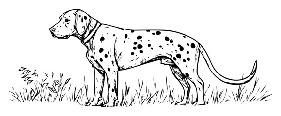 hand drawn dalmatian dog standing sketch illustration
