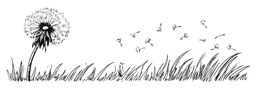 dandelion seed head blowing in meadow hand drawn sketch