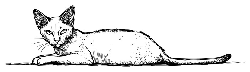 siamese cat lying down hand drawn pet vector sketch illustration © Kaz