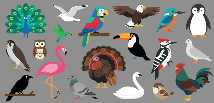 Colorful Bird Collection &ndash; Fully Editable Flat Vector Illustration Set, including peacock, parrot, eagle, hummingbird, turkey, toucan, flamingo, penguin, and more.