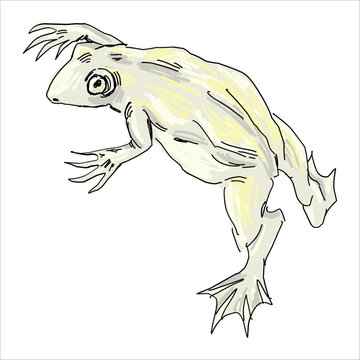 African clawed frog. Xenopus. White. Colorful, vector illustration. Picturesque. Unique stylization. Print on sketchbooks, stickers, postcards, cups, clothes, posters. Biologic. For frog lovers.