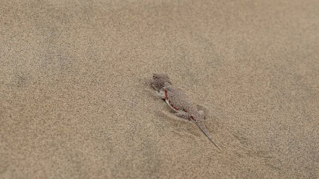 A toed headed agama hiding inside the desert sand of Thar desert