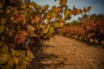 Vibrant Golden Autumn Vineyards near La Vid, Ribera del Duero Wine Region, Spain