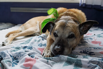 Senior Malinois Dog Resting.