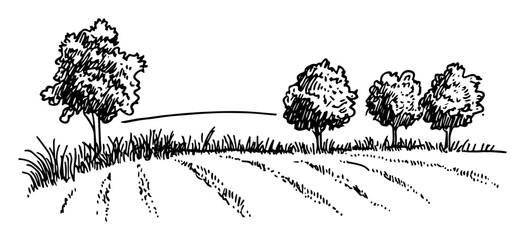 farmland field rows with trees countryside monochrome vector illustration © Kaz