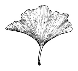 ginkgo biloba fan leaf botanical monochrome vector illustration