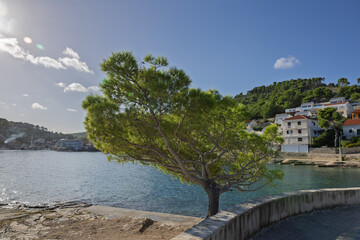 Scenic Coastal Tree By the Sea Overlooking a Quiet Mediterranean Village on a Sunny Day, Stomorska, Croatia