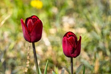 Obraz premium Red Tulips in a Field