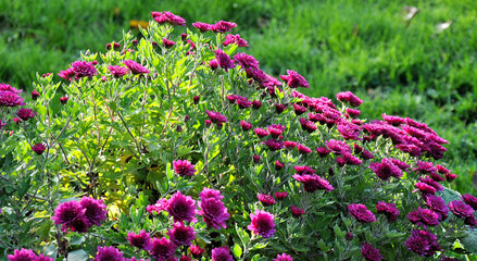  Gerbera, blossoms, green leaves and stems 