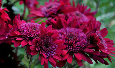 Gerbera, blossoms, green leaves and stems after a rain shower