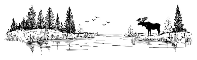 Naklejka premium moose near lake in forest hand drawn landscape