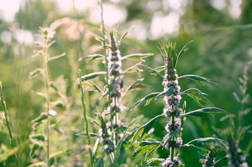 Leonurus cardiaca with purple flowers and green leaves  in summer garden.