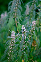 Leonurus cardiaca with purple flowers and green leaves  in summer garden.