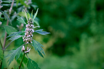 Leonurus cardiaca with purple flowers and green leaves  in summer garden.