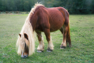 Calm Pony Eating on a Sunny Pasture