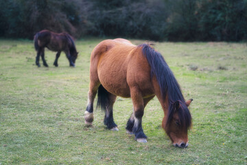 Chestnut Pony Grazing in Natural Landscape