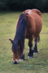 Chestnut Horse Eating Grass in Nature