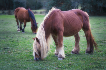 Wild Pony Feeding Peacefully in the Field