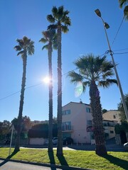 palm trees on the city Antibes of France