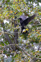 Crow Landing on Mossy Tree Branch in Woodland Rainfall