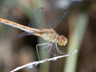 close up of a dragonfly