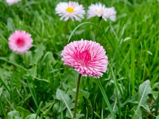 White and pink Bellis perennis flowers against backdrop of green grass in spring. The flowers are in full bloom and the colors are vibrant. © Serge