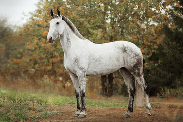 White horse