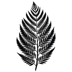fern leaf isolated on white