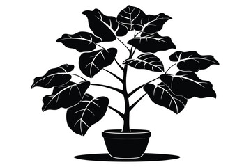 fiddle leaf fig black and white silhouette