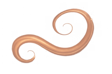 Metallic copper liquid splash forming an elegant abstract swirl design with glossy shine on transparent background