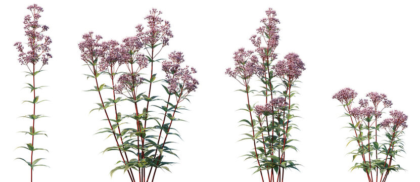 Set of Eupatorium purpureum (commonly known as purple Joe-Pye weed or sweetscented joe pye weed) flowering frontal isolated png on a transparent background perfectly cutout high resolution