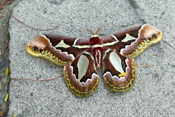 Huge butterfly