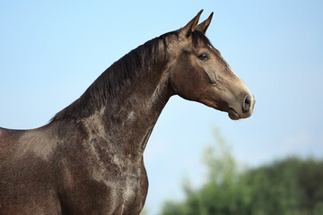 Obraz premium White horse