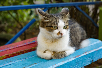 A big cat is lying on an old bench.
