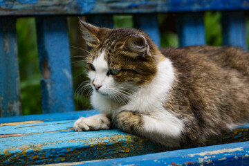 A big cat is lying on an old bench.