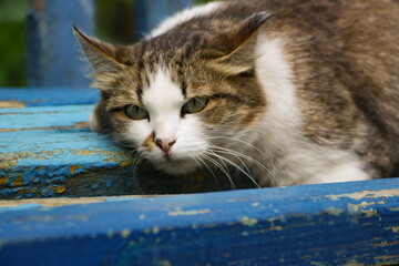 A big brown cat is lying on an old bench.