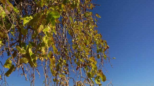 Trees and autumn flowers against the autumn sun. Landscapes of trees and flowers against a blue sky. Focus and depth of field are selective.