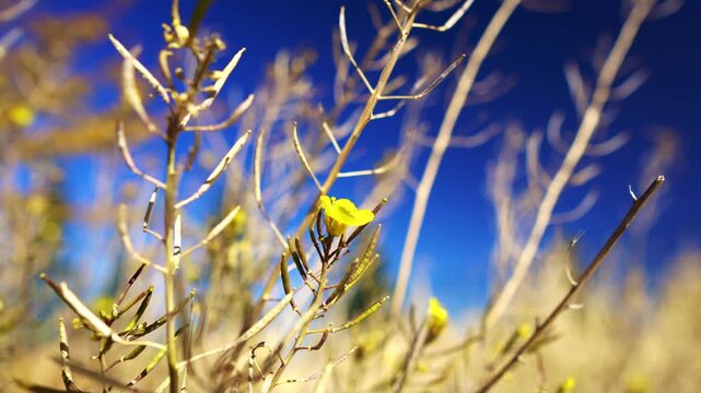 Trees and autumn flowers against the autumn sun. Landscapes of trees and flowers against a blue sky. Focus and depth of field are selective.
