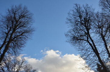 Leafless tree silhouettes against bright blue sky with white cloud background.Nature late autumn sky with trees no leaves in sunny weather day