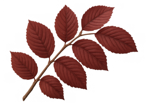 Autumn tree branch with red leaves, presenting seasonal change and natural beauty, vector element with transparent background