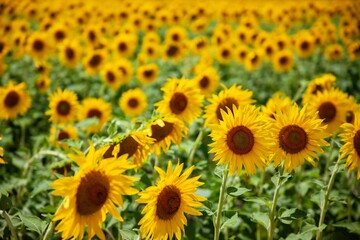 Fototapeta premium Sunflowers Fill the Frame